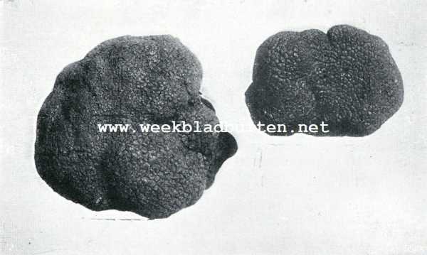 De truffel. De Perigord truffel (groot) Tuber Melanosporum, de Wintertruffel (klein) Tuber Brumali