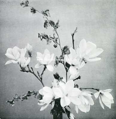 Bouquet magnolia en els