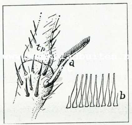 Bij de mieren. Mieren-toiletbenoodigdheden (sterk vergroot); a. tweede spoor of ham.b. tanden van den tibia-ham