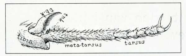 Bij de mieren. Gedeelte van een voorpoot eener mier met daarop aanwezige 