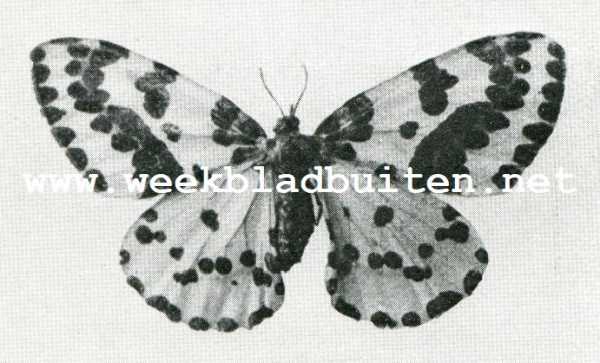 Onbekend, 1908, Onbekend, Vlinder van de bessenspanrups