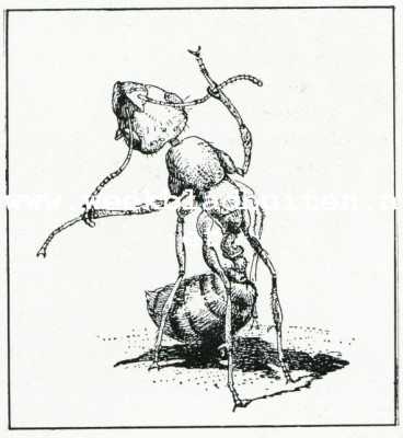 Onbekend, 1908, Onbekend, Bij de mieren. Het uitkammen der voelsprieten