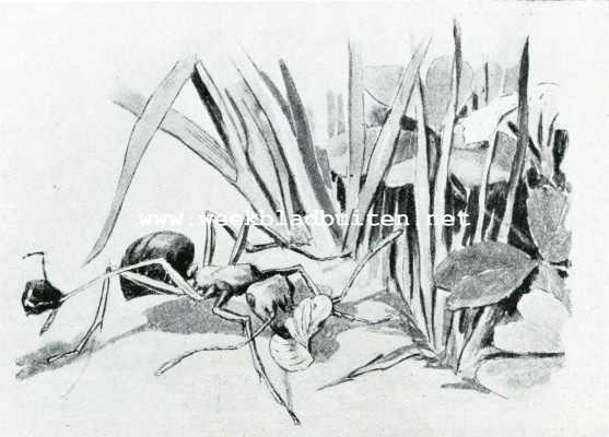 Onbekend, 1908, Onbekend, Bij de mieren. Een roofmier keert terug van een strooptocht, dragende een klein miertje; aan een poot hangt een afgehouwen kop
