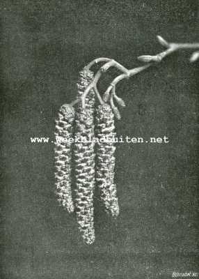 Onbekend, 1908, Onbekend, Mannelijke en vrouwelijke bloeiwijze  van den els