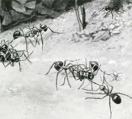 Bij de mieren. Een roofmierenstrooptocht; gevecht op de grenzen