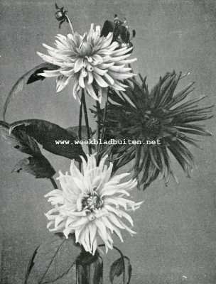 Onbekend, 1908, Onbekend, Bouquet moderne cactus- of edel-dahlia's