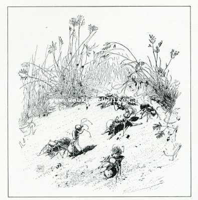 Onbekend, 1908, Onbekend, Bij de mieren. In een oogstveld. De mieren zamelen buffelgras