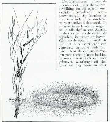 Onbekend, 1908, Onbekend, Bij de mieren. Een rond plekje gronds begroeid met mierenrijst. Links een enkele aar