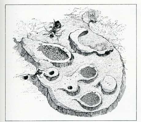 Onbekend, 1908, Onbekend, Bij de mieren. Horizontale doorsnede van het nest eener landb. Mier. De indeling van gangen en bergplaatsen