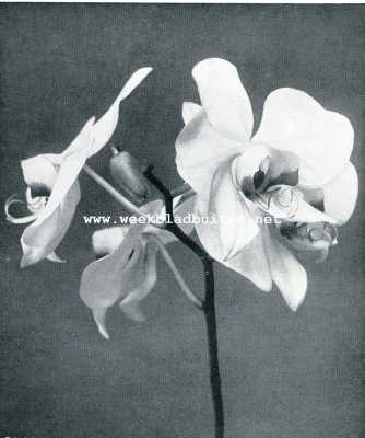 Onbekend, 1908, Onbekend, De koningin der orchideen. Phalaenopsis Amabilis (2/3 nat. Grootte)