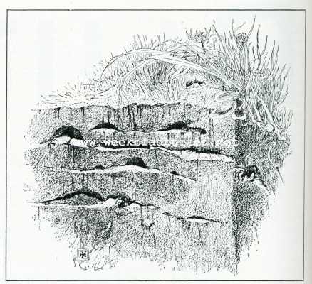 Onbekend, 1908, Onbekend, Bij de mieren. Verticale doorsnede van het nest eener landb. Mier. De verdiepingen van gangen en graanschuren
