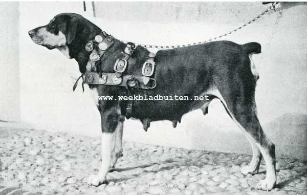 Onbekend, 1908, Onbekend, Iets over trekhonden. Een goede trekhond