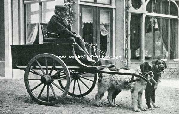 Onbekend, 1908, Onbekend, Iets over trekhonden. Een goede kar met slechte honden