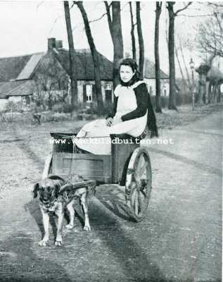 Noord-Brabant, 1908, Onbekend, Iets over trekhonden. Boerenwerkkarretje uit Noord-Brabant