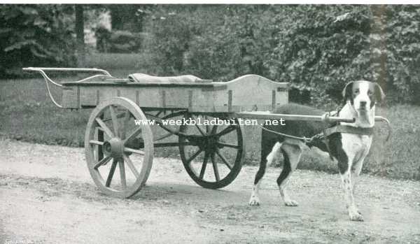 Onbekend, 1908, Onbekend, Iets over trekhonden. Zoo moesten ze allen zijn!