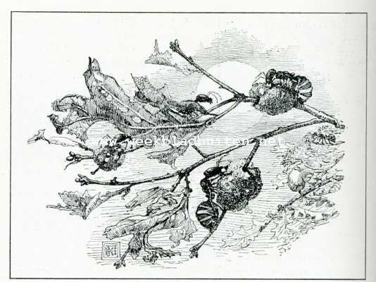 Onbekend, 1908, Onbekend, Bij de mieren. Nachtelijke arbeidsters vergaren honing van eiken galappels