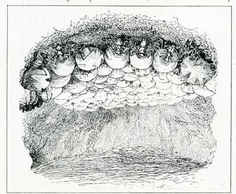 Onbekend, 1908, Onbekend, Bij de mieren. Een menigte honing-mieren van de oneffen zoldering eener gewelfde ruimte afhangend