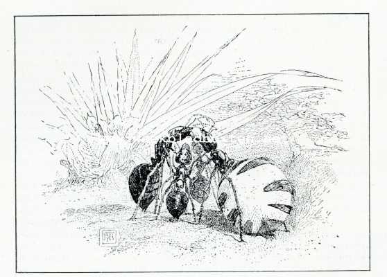 Onbekend, 1908, Onbekend, Bij de mieren. Honingmieren-arbeidsters krijgen honing van een honingdraagster