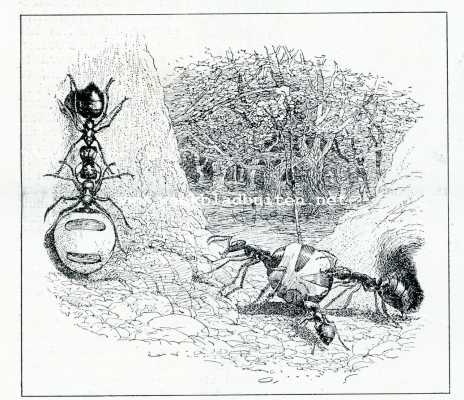 Onbekend, 1908, Onbekend, Bij de mieren. Arbeidsters trekken honingdraagsters een gang binnen en tegen een verticaal vlak op