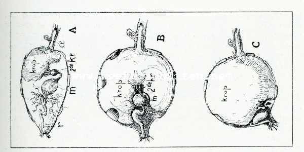 Onbekend, 1908, Onbekend, Bij de mieren. Geleidelijke uitzetting van A tot C van den krop eener honingmier