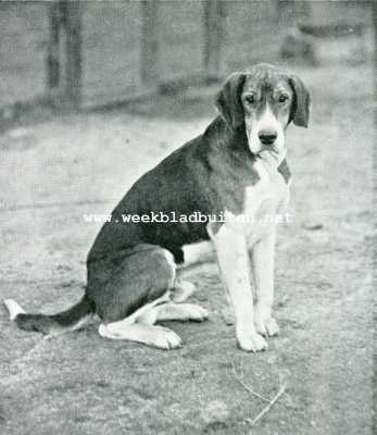 Gelderland, 1908, Velp, Iets over jachtrijden en de Koninklijke Veluwsche Jachtvereeniging. De foxhound 