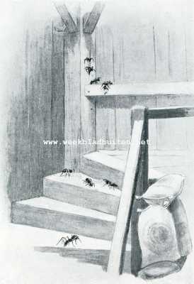 Onbekend, 1908, Onbekend, Bij de mieren. Timmermieren arbeidende in een der balken in een korenmolen