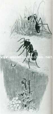 Onbekend, 1908, Onbekend, Bij de mieren. Timmermier een stukje hout in een straatgoot werpend