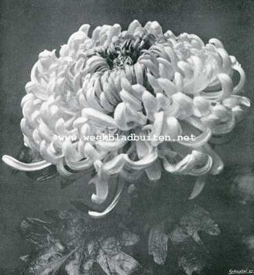 Onbekend, 1908, Onbekend, Chrysanthemum 