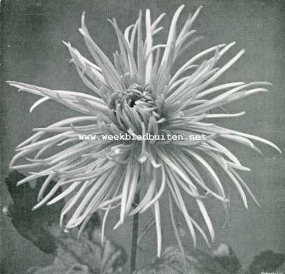 Onbekend, 1908, Onbekend, Chrysanthemum 