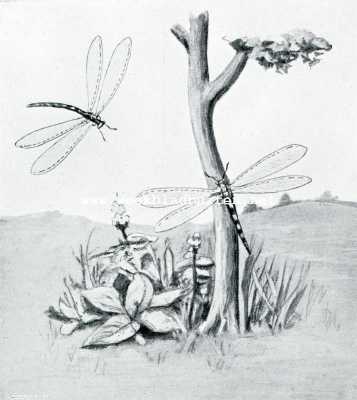 Onbekend, 1908, Onbekend, Bij de mieren. Imago-vormen van den mierenleeuw. (Myrmeleon Immaculatus)