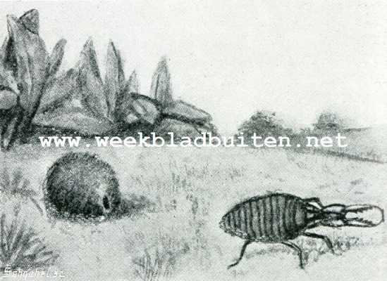 Onbekend, 1908, Onbekend, Bij de mieren. Cocon en larve van den mierenleeuw