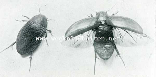 Onbekend, 1908, Onbekend, Iets over hommels. Waterroofkevers. Links mannetje; rechts vrouwtje