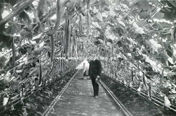 Onbekend, 1908, Onbekend, Vroege komkommers in kas. Opname 16 April 1908. Centrale verwarming W.J. Stokvis
