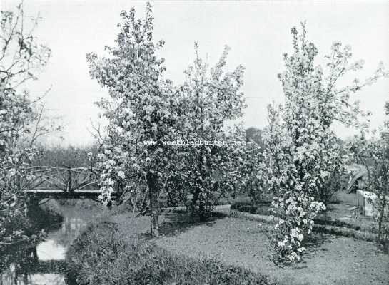 Noord-Holland, 1908, Nieuwer-Amstel, Bloesemweelden in den vruchtentuin van den heer D.P. Schrikker, Amsteldijk te N.-Amstel 1