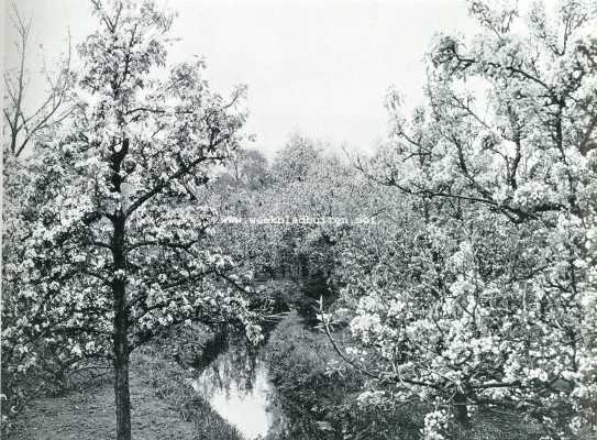 Noord-Holland, 1908, Nieuwer-Amstel, Bloesemweelden in den vruchtentuin van den heer D.P. Schrikker, Amsteldijk te N.-Amstel 2