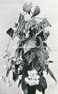 Onbekend, 1908, Onbekend, Begonia Hybrida 