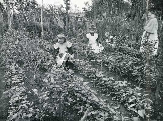 Onbekend, 1908, Onbekend, Aardbeien. Jonge vruchtboompjes met aardbeien als tusschencultuur