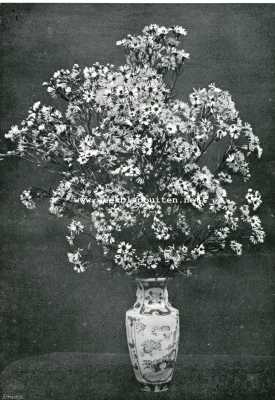 Onbekend, 1908, Onbekend, Een bouquetje zeeasters