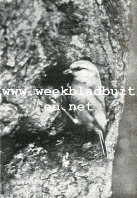 II. De Pimpelmees (Parus Goeruleus L.). Pimpeltje bij zijn nest