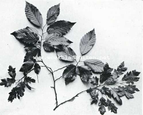 Onbekend, 1908, Onbekend, Takje van den eikelbladerige hoogbeuk. (Carpinus Betulus Quercifolia)