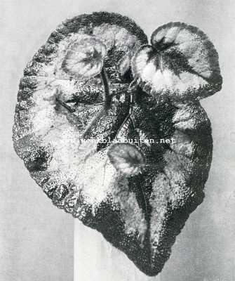 Onbekend, 1908, Onbekend, Bladstek van een bladbegonia met jonge plantjes