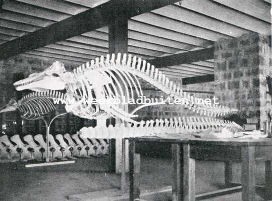 Onbekend, 1908, Onbekend, De diepzee-onderzoekingen van den vorst van Monaco. XI. Cetacean, in welks doode lichaam verscheidene kostbare soorten diepzee-visch werden gevonden
