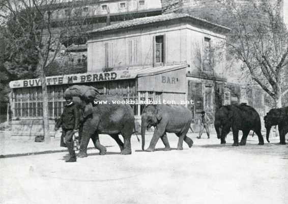 Frankrijk, 1908, Arles, Auto-tocht Genua-Amsterdam. Olifanten uit een ron dreizend circus te Arles