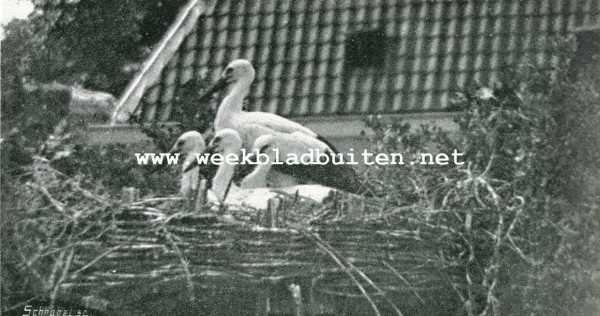 Gelderland, 1908, Arnhem, Een ooievaarsnest in de stad. De vier jongen in het nest liggend