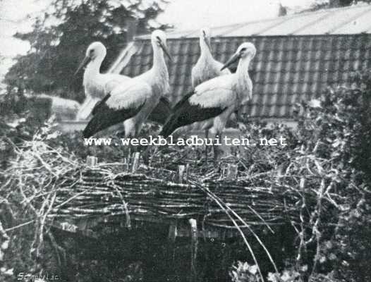 Gelderland, 1908, Arnhem, Een ooievaarsnest in de stad. De vier jongen, staande op het nest