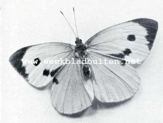 Onbekend, 1908, Onbekend, Witjes. (Pieridae). Groot koolwitje, vrouwtje
