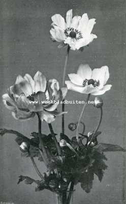 Onbekend, 1908, Onbekend, Drie verscheidenheden van Anemone Japonica