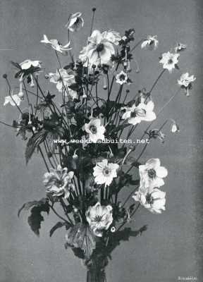 Onbekend, 1908, Onbekend, Bouquet van acht verscheidenheden van Anemone Japonica