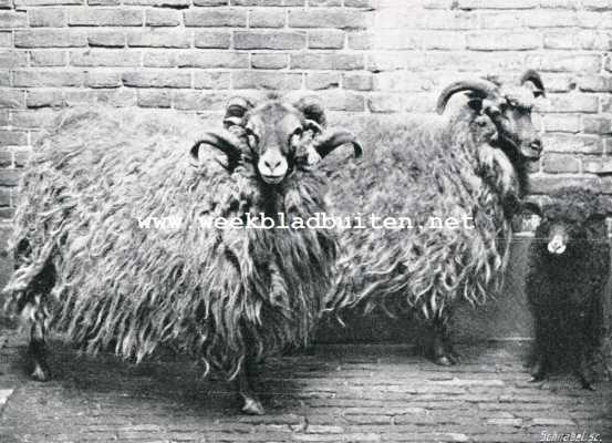 Onbekend, 1908, Onbekend, Schapenhouderij. Lunenburgsche schapen. (ram, ooi, lam). Eigenaars Gebr. Cornelissen, Arnhem