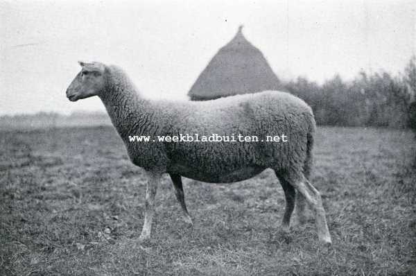 Onbekend, 1908, Onbekend, Schapenhouderij. Ooi van het Kempensche schaap